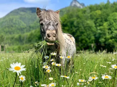 Tiere im Bed & Breakfast oder in der Nähe