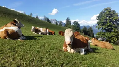 Tiere im Ferienhaus oder in der Nähe