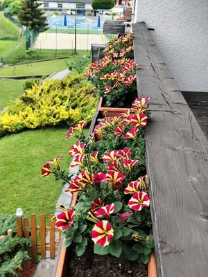 Ein Garten an der Unterkunft Privatzimmer Pendl