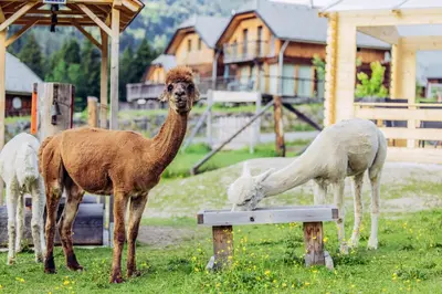 Tiere in der Ferienwohnung oder in der Nähe