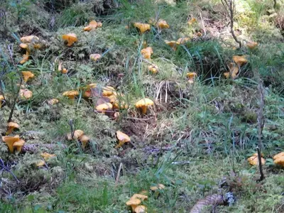 Ein Garten an der Unterkunft Casa Sauschneider