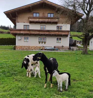 Tiere in der Ferienwohnung oder in der Nähe