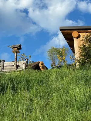 Grundriss der Unterkunft Lodge am Fluss