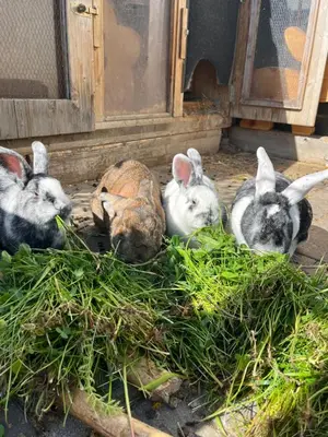 Tiere in der Ferienwohnung oder in der Nähe
