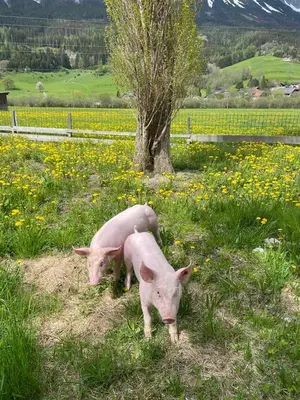 Tiere in der Ferienwohnung oder in der Nähe