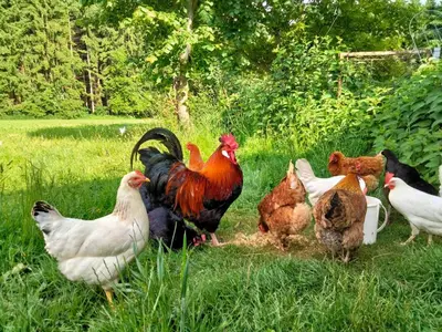 Tiere im Privatzimmer oder in der Nähe
