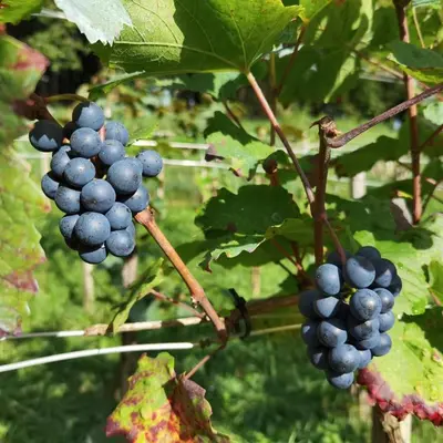 Grundriss der Unterkunft Privatzimmer am Weinbrunnen