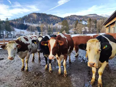 Tiere in der Ferienwohnung oder in der Nähe