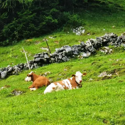 Tiere im Ferienhaus oder in der Nähe