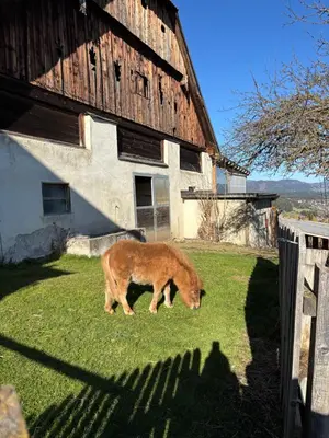 Tiere in der Ferienwohnung oder in der Nähe