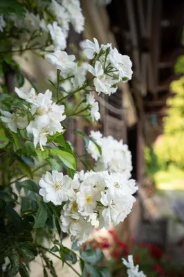 Ein Garten an der Unterkunft Promegggut