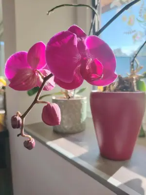 Grundriss der Unterkunft Suite Orchidee - SalzkammerNest