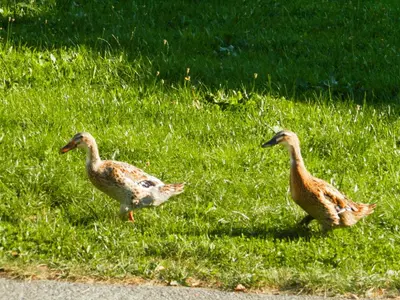 Tiere in der Pension oder in der Nähe