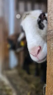 Tiere in der Ferienwohnung oder in der Nähe