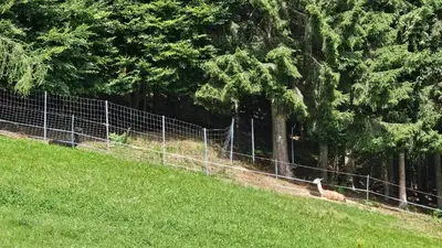 Grundriss der Unterkunft Pfleger Ranch am Schönegg Gut