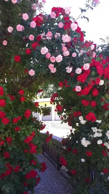 Ein Garten an der Unterkunft Pension Haus Rohrmoser