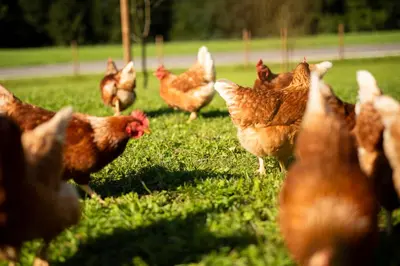 Tiere in der Ferienwohnung oder in der Nähe
