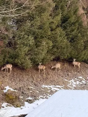Tiere im Motel oder in der Nähe