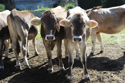 Tiere im Chalet oder in der Nähe