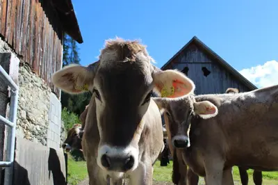 Tiere im Chalet oder in der Nähe