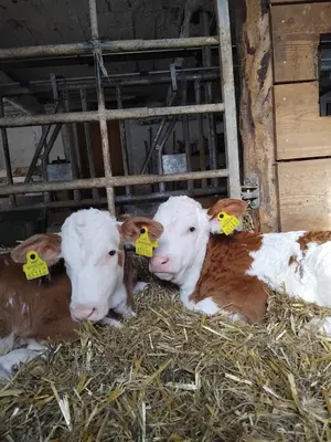 Tiere im Ferienhaus oder in der Nähe