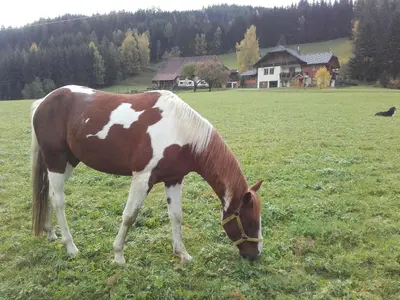 Tiere in der Ferienwohnung oder in der Nähe