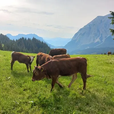 Tiere in der Ferienwohnung oder in der Nähe