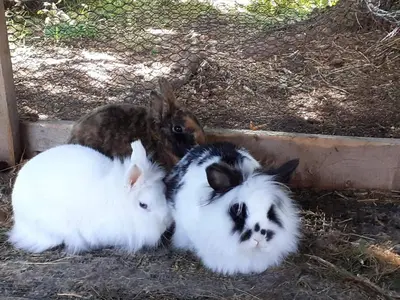 Tiere im Ferienhaus oder in der Nähe