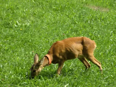 Tiere in der Ferienwohnung oder in der Nähe