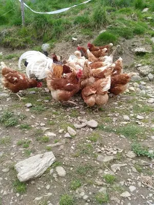 Tiere in diesem Bauernhof oder in der Nähe