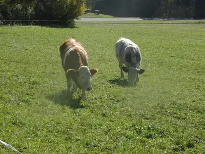 Tiere im Ferienhaus oder in der Nähe