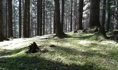 Naturlandschaft in der Nähe der Ferienwohnung