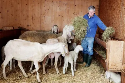 Tiere in der Ferienwohnung oder in der Nähe