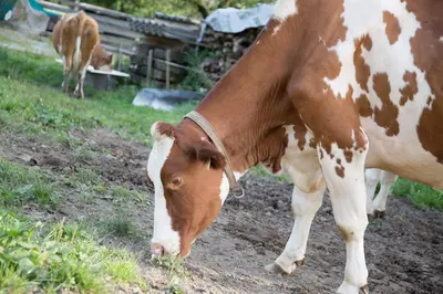 Tiere in der Ferienwohnung oder in der Nähe