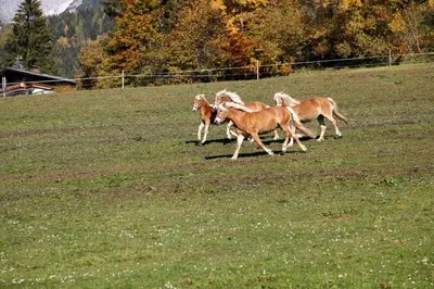 Tiere in der Ferienwohnung oder in der Nähe