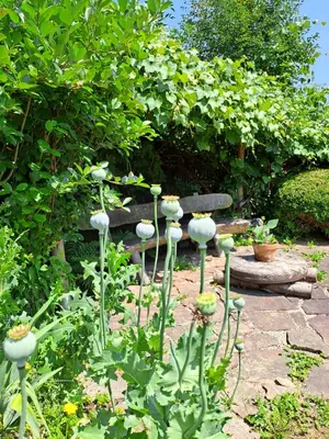 Ein Garten an der Unterkunft Urlaub im Stall