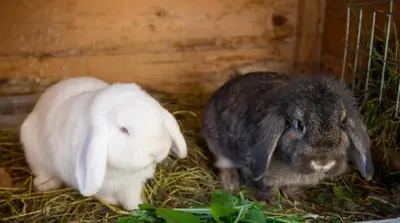 Tiere in der Pension oder in der Nähe