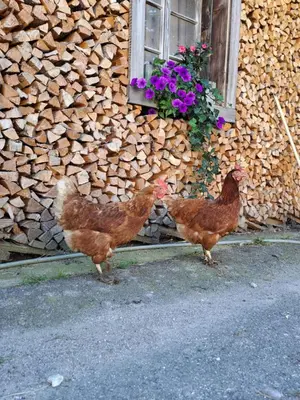 Tiere im Chalet oder in der Nähe