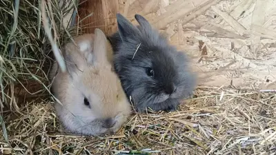Tiere in diesem Bauernhof oder in der Nähe