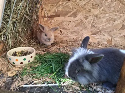 Tiere in diesem Bauernhof oder in der Nähe