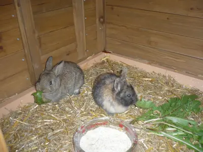 Tiere in der Ferienwohnung oder in der Nähe