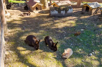 Tiere im Hotel oder in der Nähe