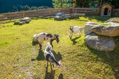 Tiere im Hotel oder in der Nähe