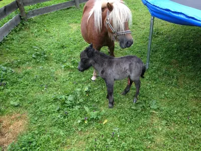Tiere im Hotel oder in der Nähe