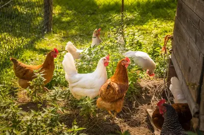 Tiere in der Ferienwohnung oder in der Nähe
