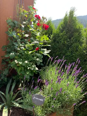 Ein Garten an der Unterkunft Die Filzmooserin - smart living apartments in Filzmoos, Filzmoos Card inklusive