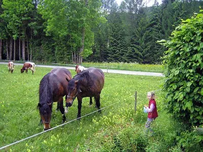 Tiere in der Ferienwohnung oder in der Nähe