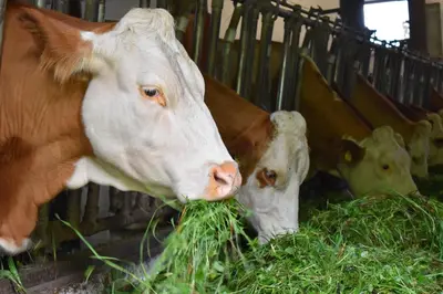 Tiere in diesem Bauernhof oder in der Nähe