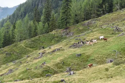 Naturlandschaft in der Nähe des Bauernhofs