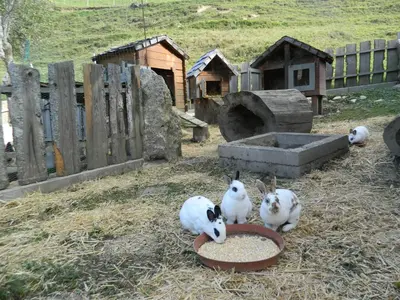 Tiere in der Ferienwohnung oder in der Nähe